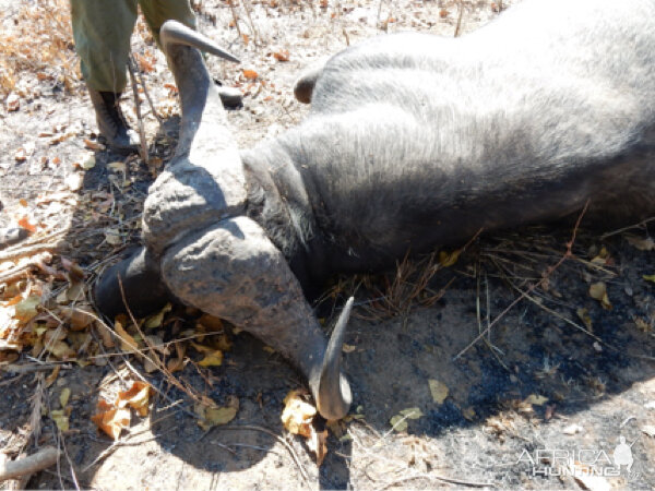 Hunting Buffalo in Tanzania