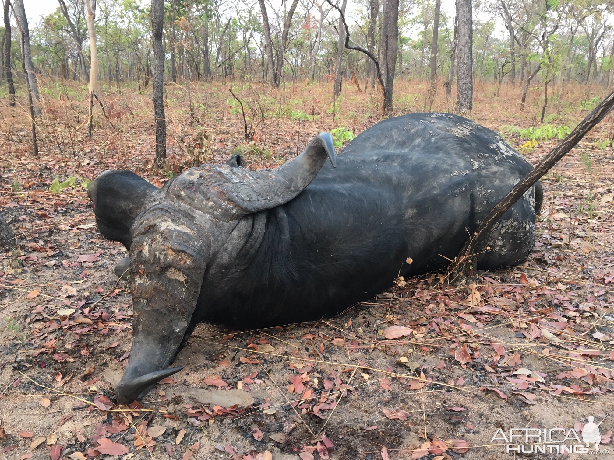 Hunting Buffalo in Tanzania