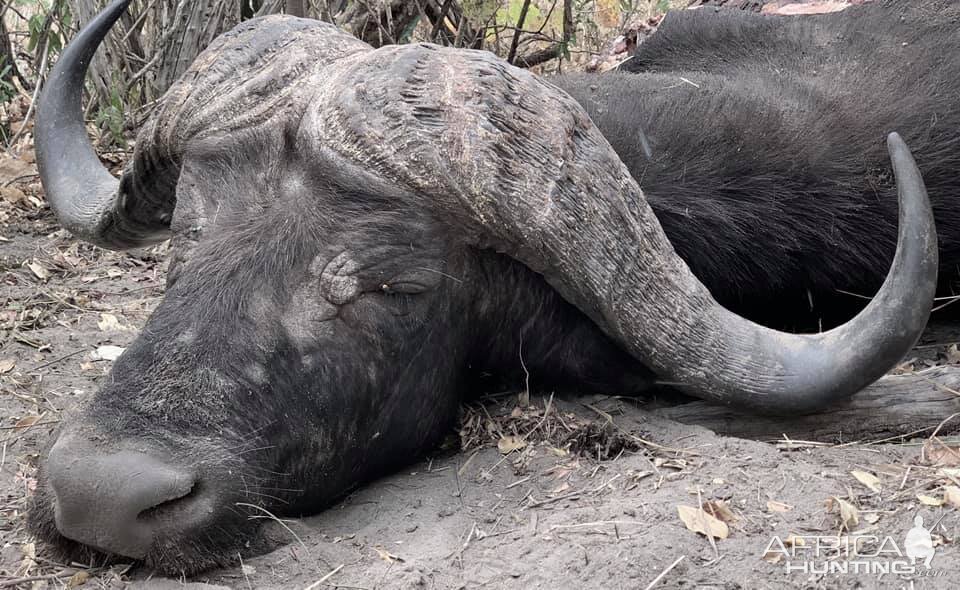 Hunting Buffalo in Tanzania