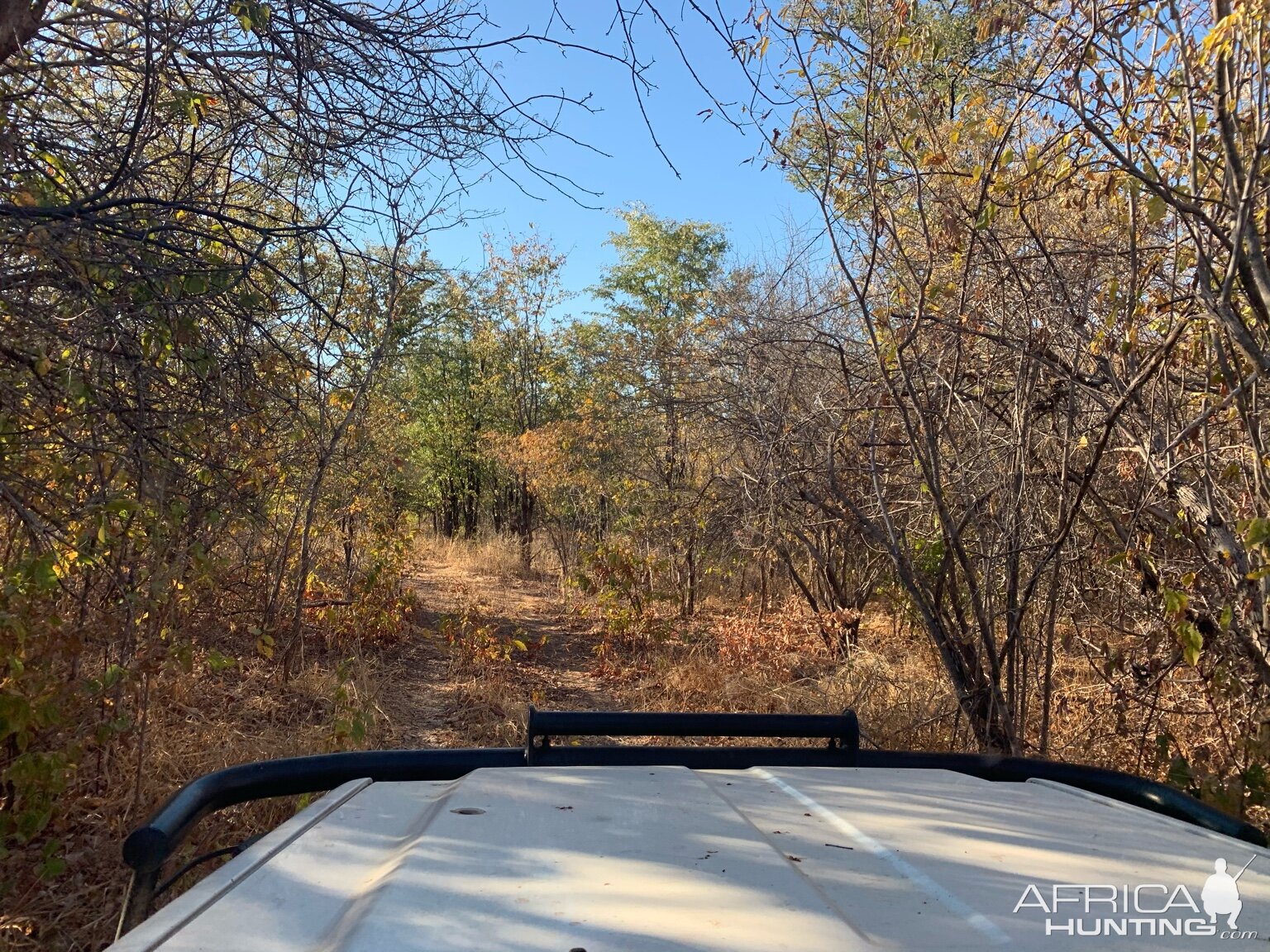 Hunting Buffalo in Zambia