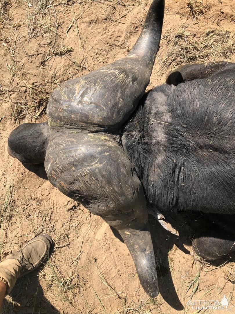 Hunting Buffalo in Zimbabwe