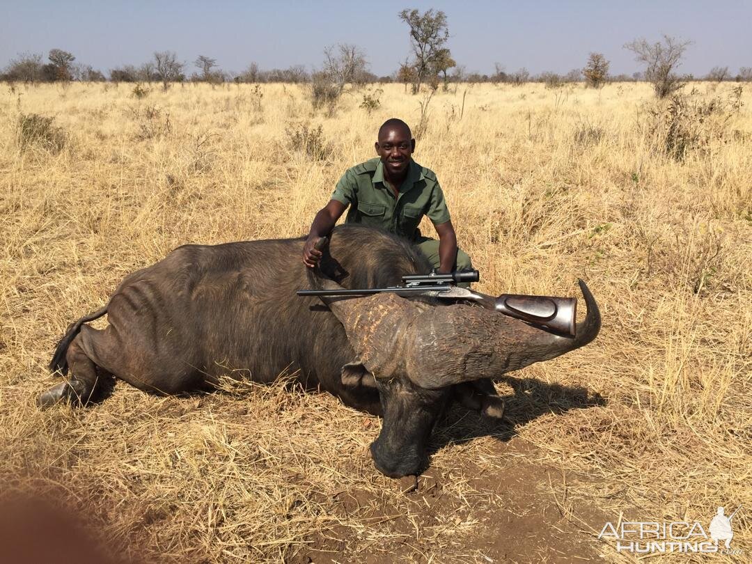 Hunting Buffalo in Zimbabwe