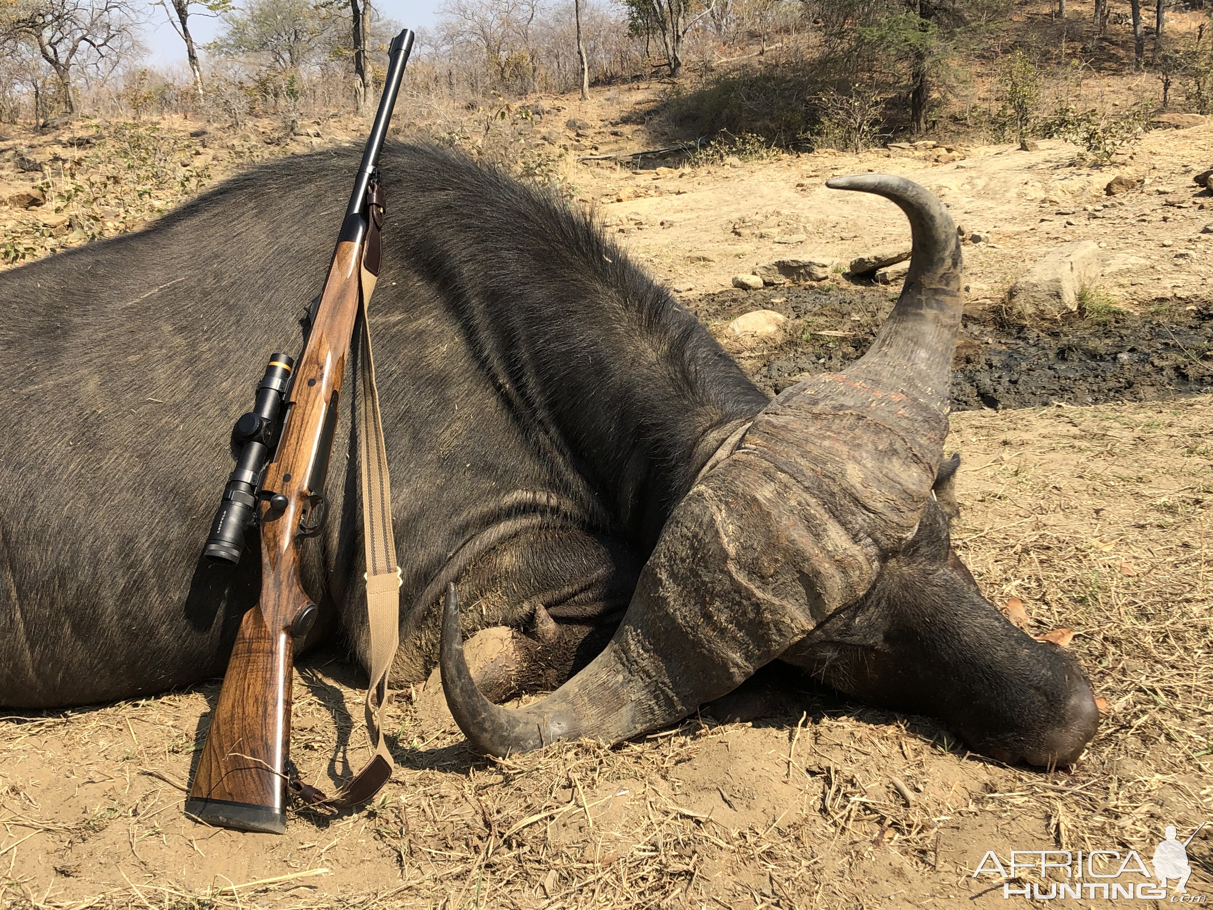 Hunting Buffalo in Zimbabwe