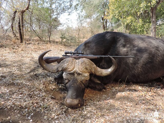 Hunting Buffalo in Zimbabwe