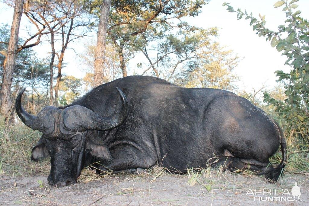 Hunting Buffalo Namibia