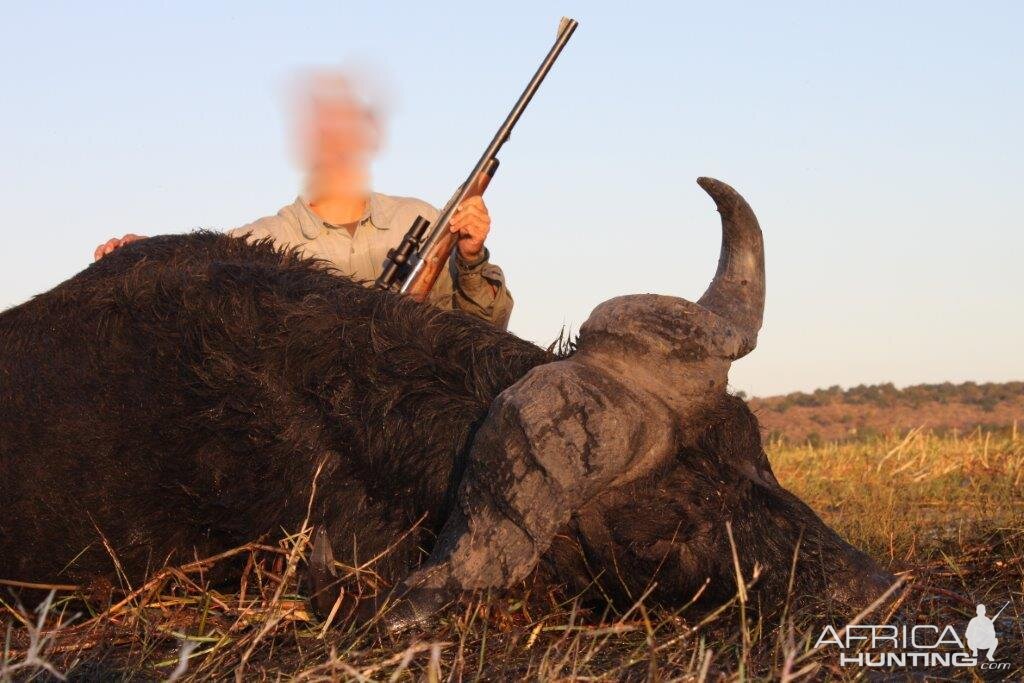 Hunting Buffalo Namibia