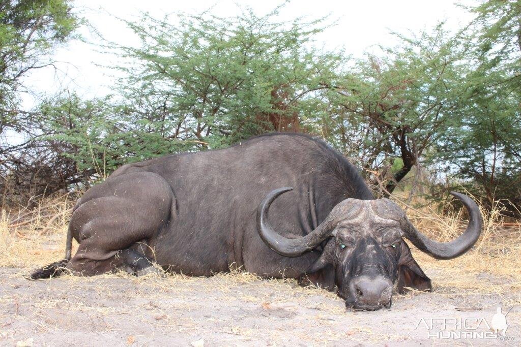 Hunting Buffalo Namibia