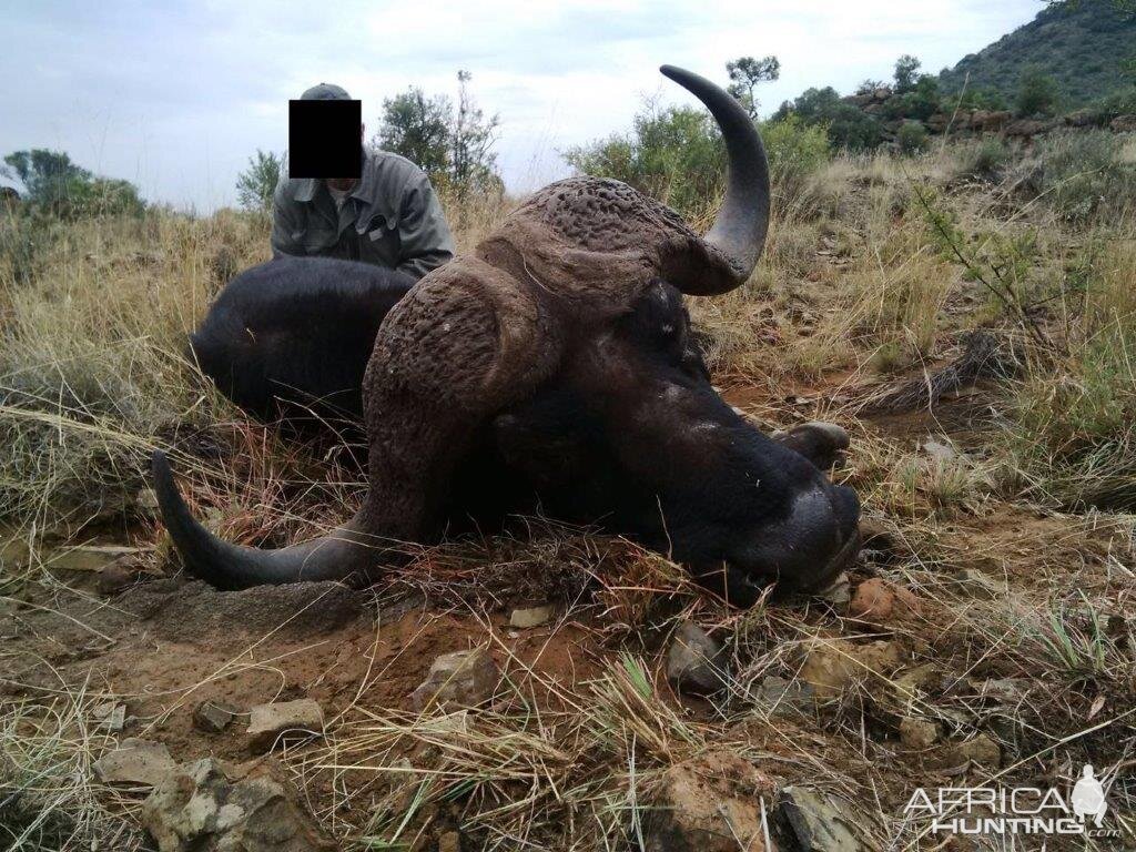 Hunting Buffalo Namibia