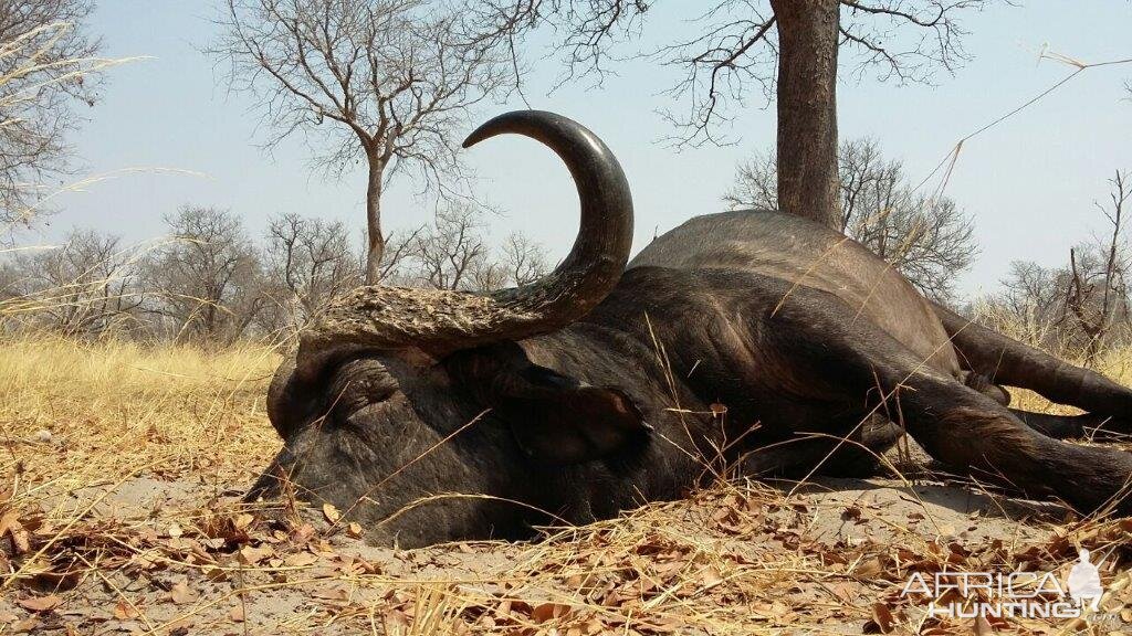 Hunting Buffalo Namibia