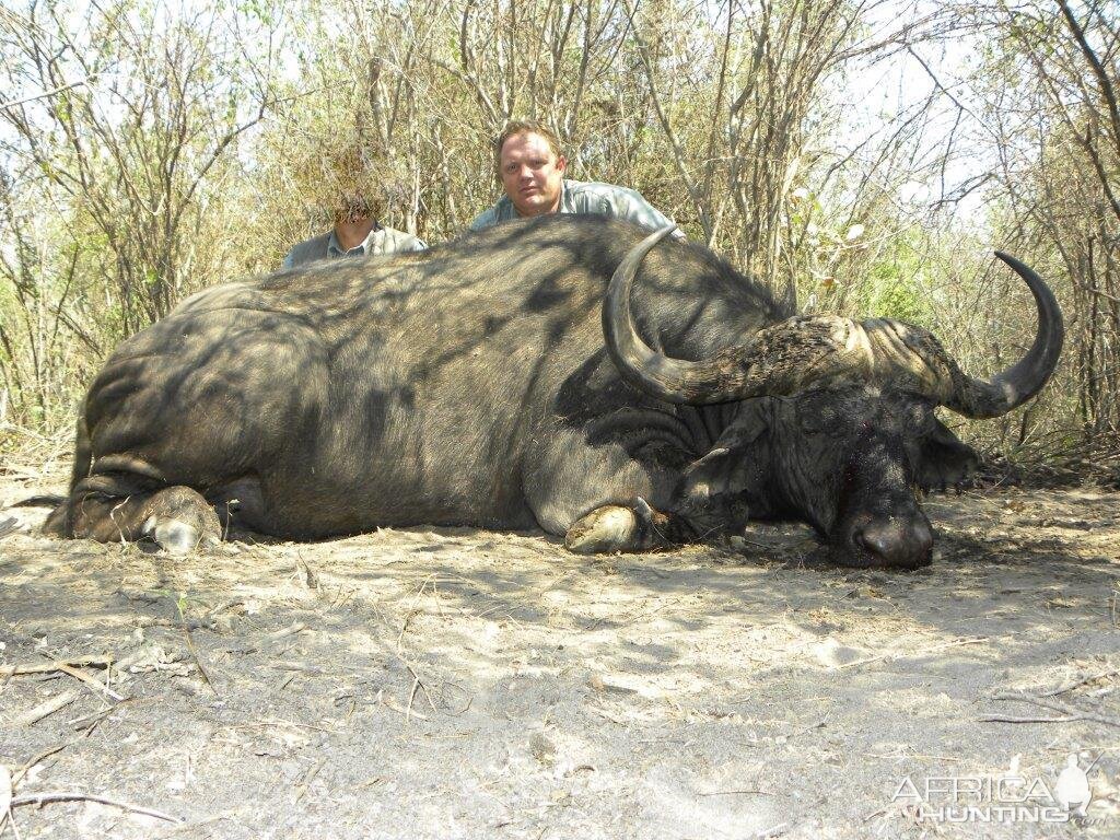 Hunting Buffalo Namibia