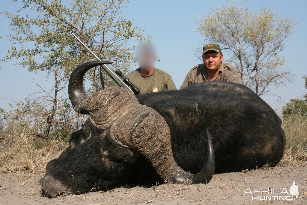 Hunting Buffalo Namibia