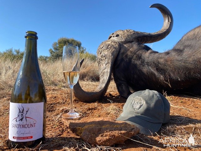 Hunting Buffalo South Africa