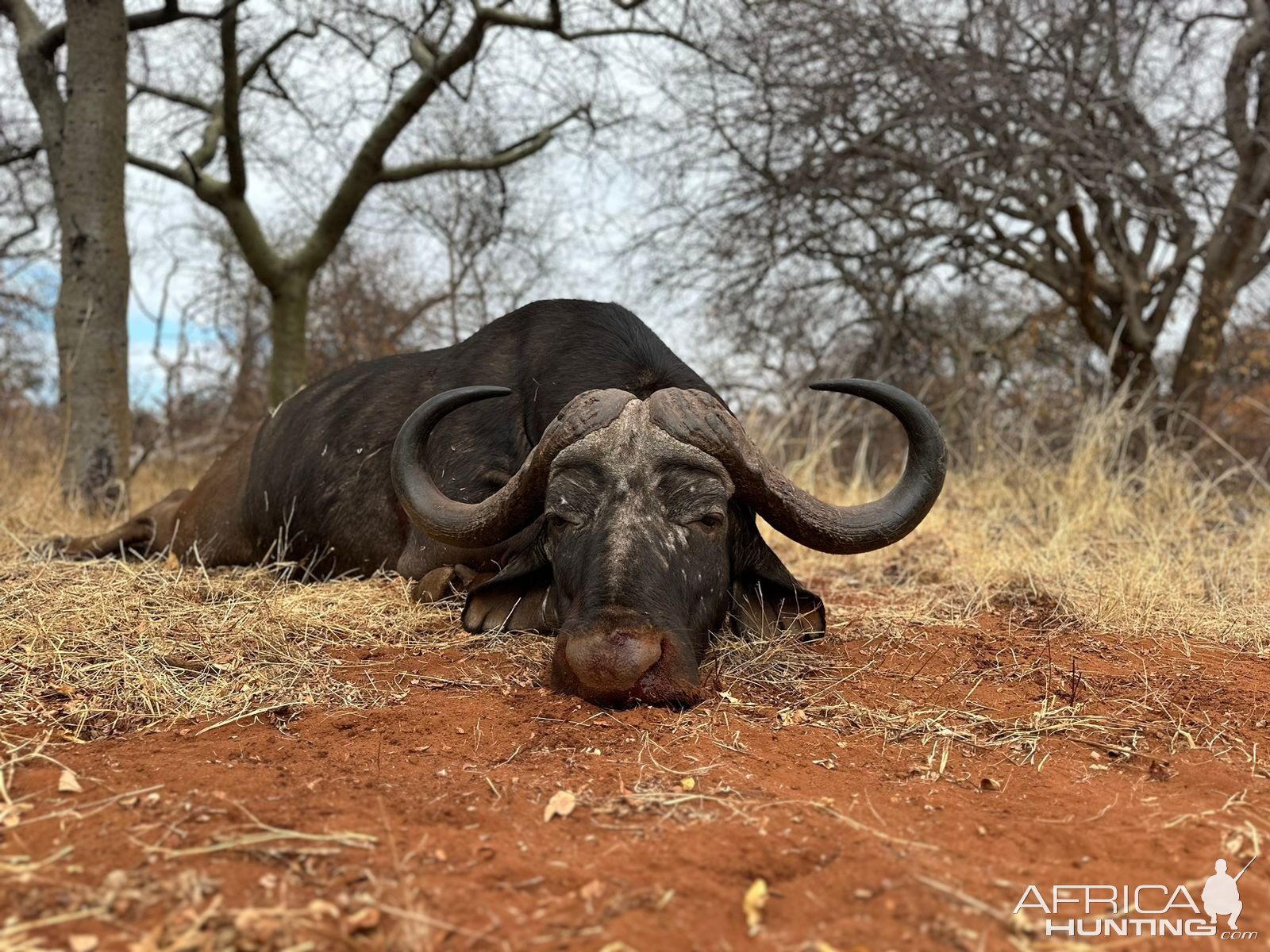 Hunting Buffalo South Africa