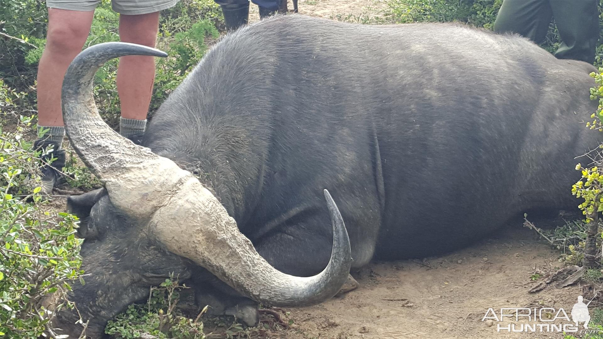 Hunting Buffalo South Africa