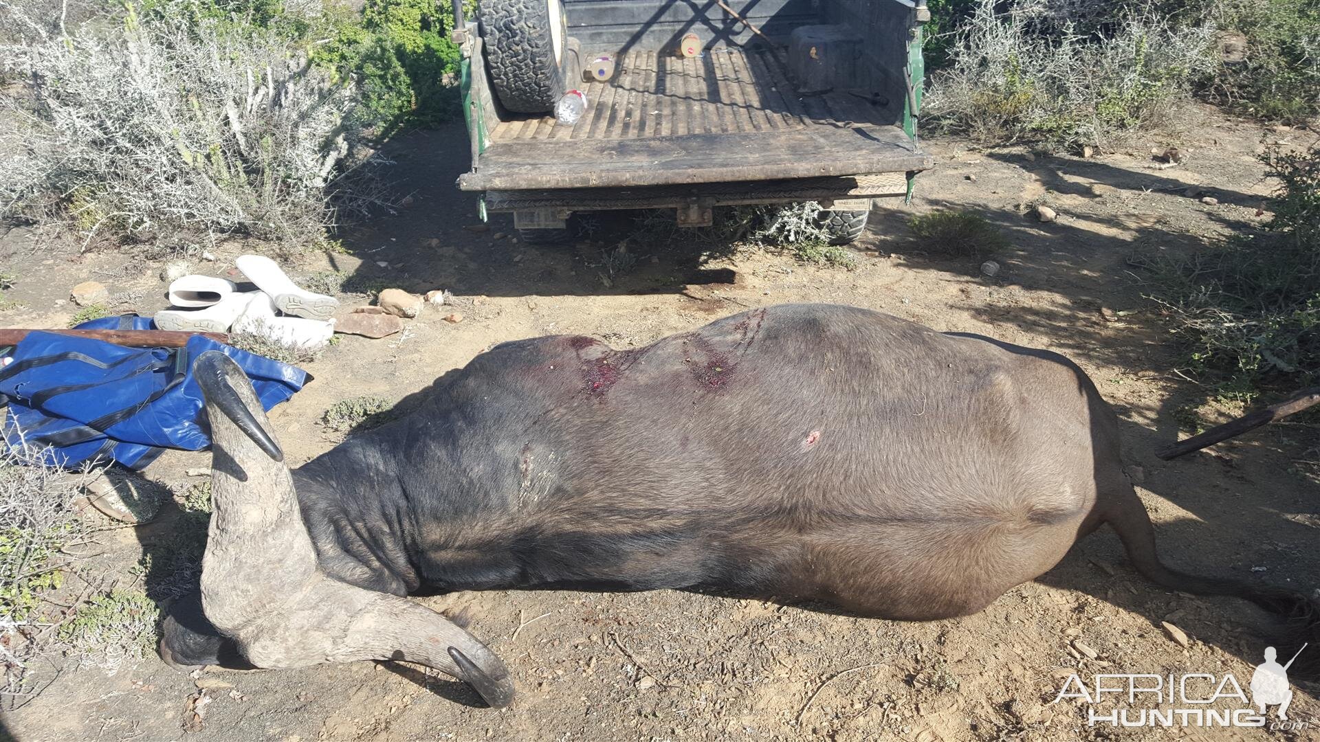 Hunting Buffalo South Africa