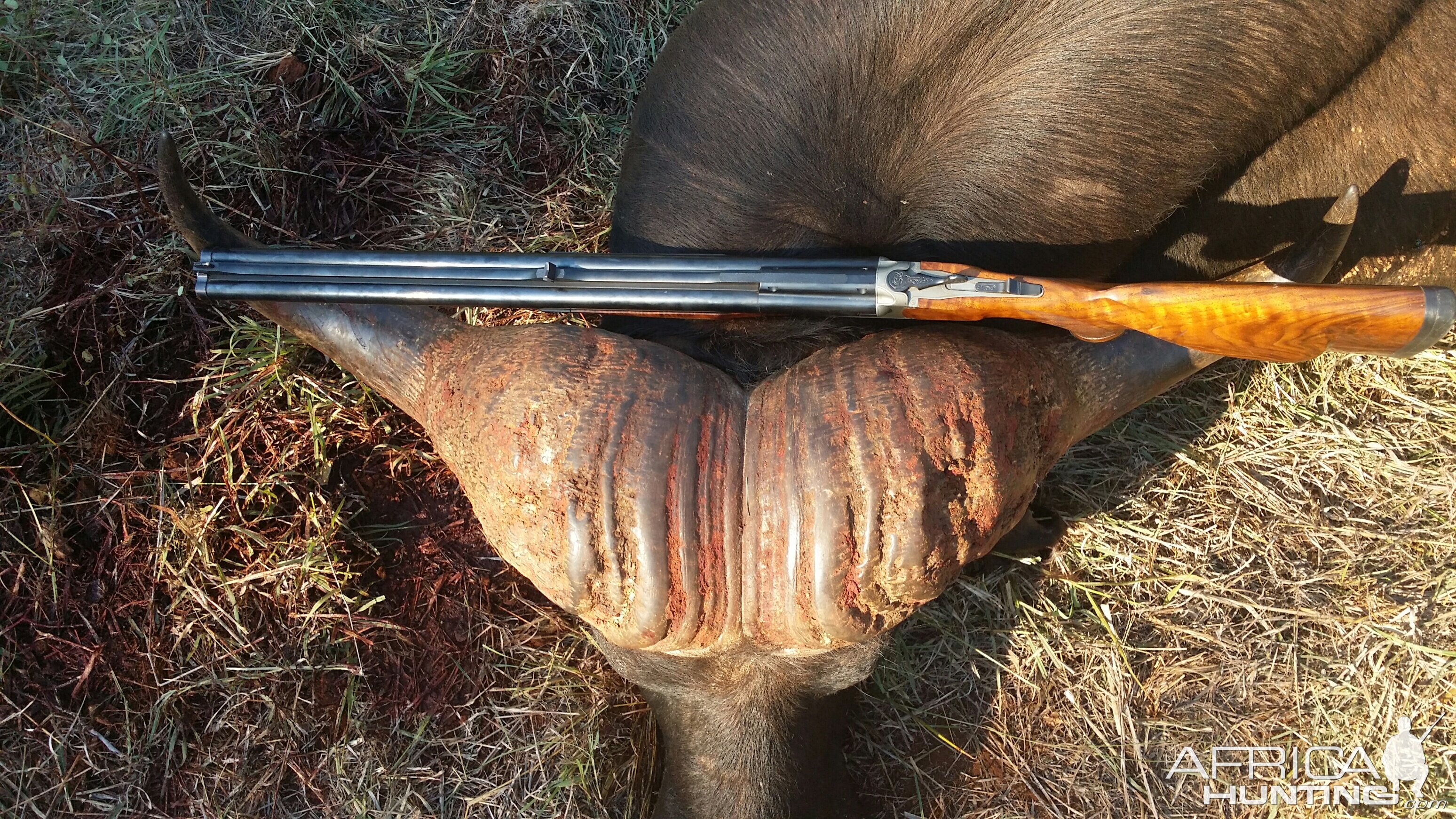 Hunting Buffalo South Africa