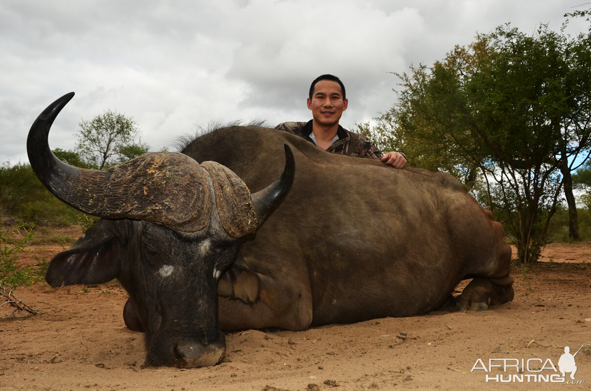 Hunting Buffalo South Africa