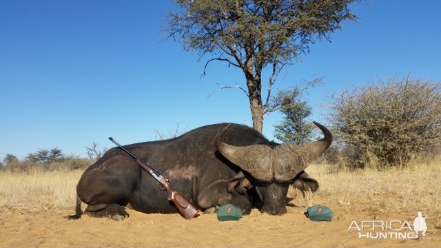 Hunting Buffalo South Africa