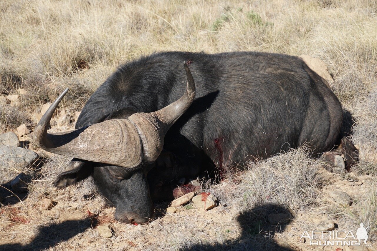 Hunting Buffalo South Africa