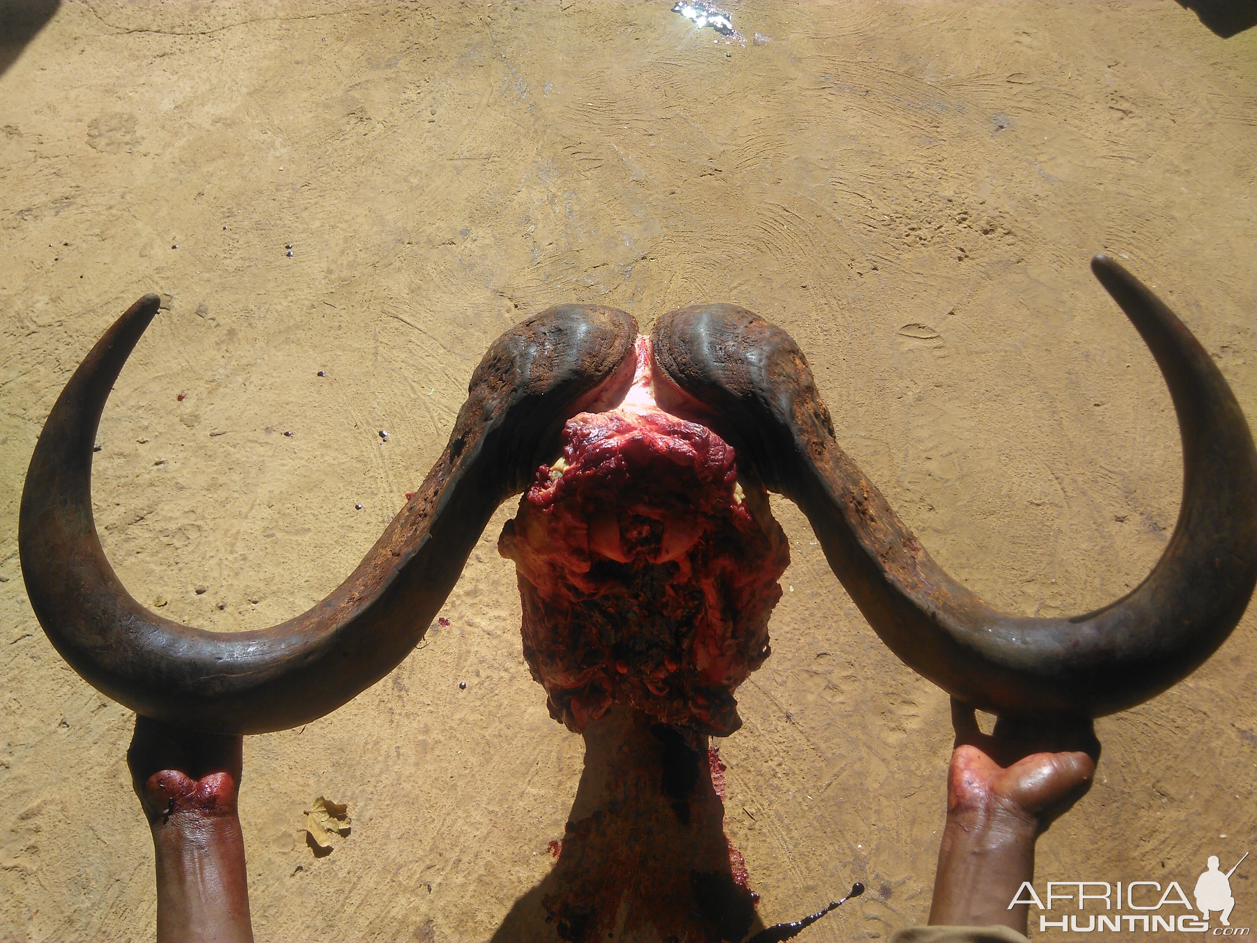 Hunting Buffalo South Africa