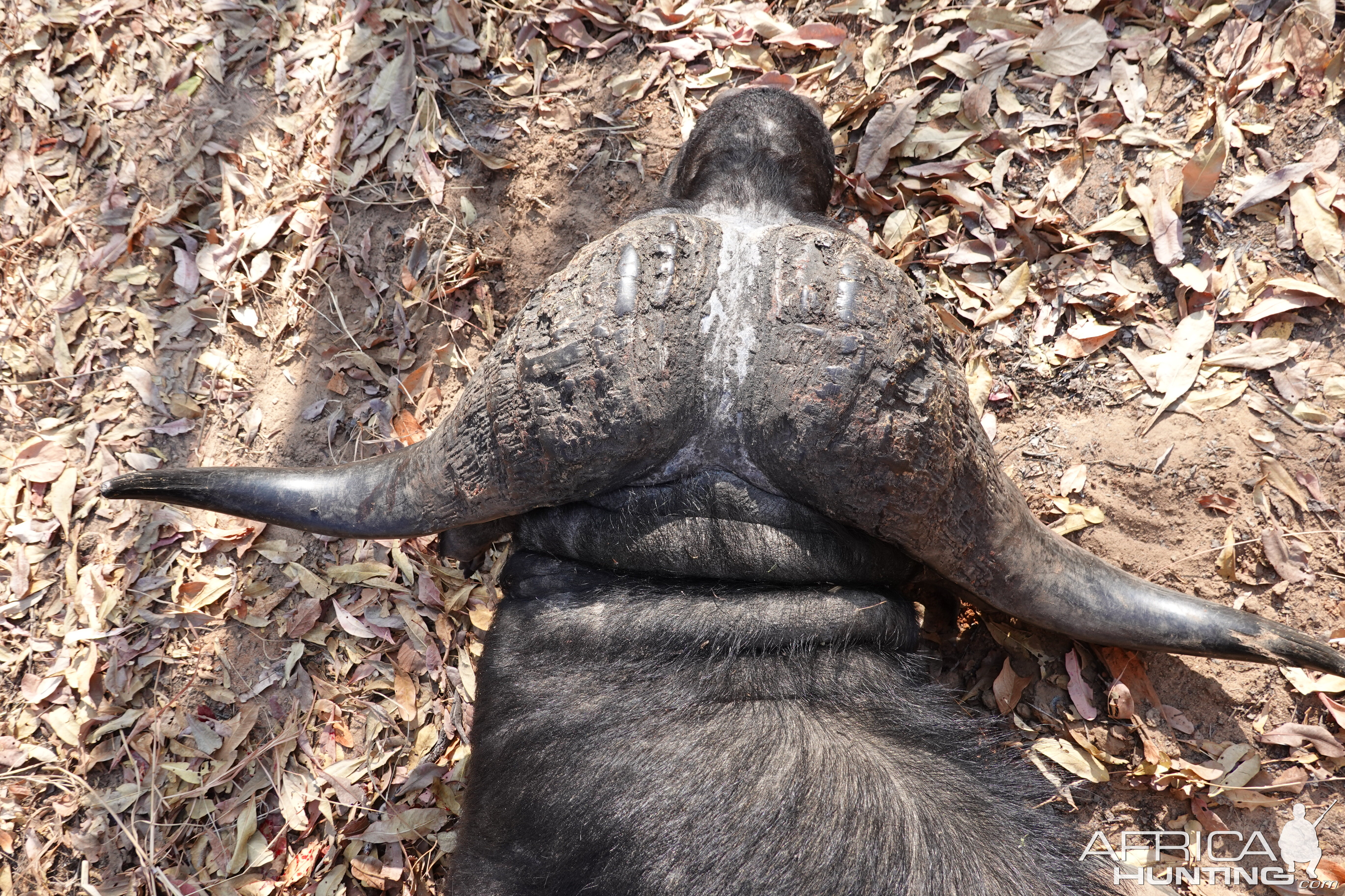 Hunting Buffalo Zimbabwe