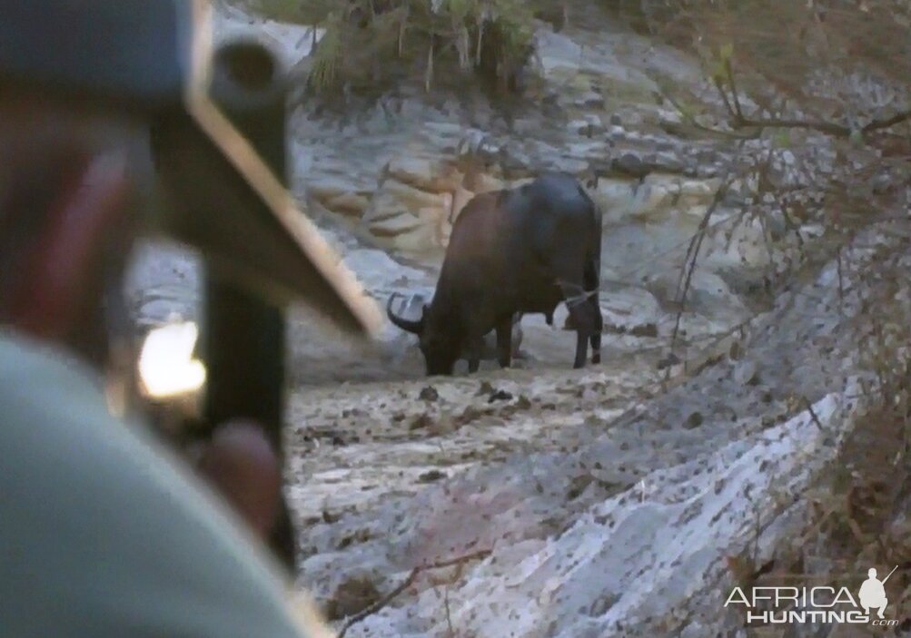 Hunting Buffalo