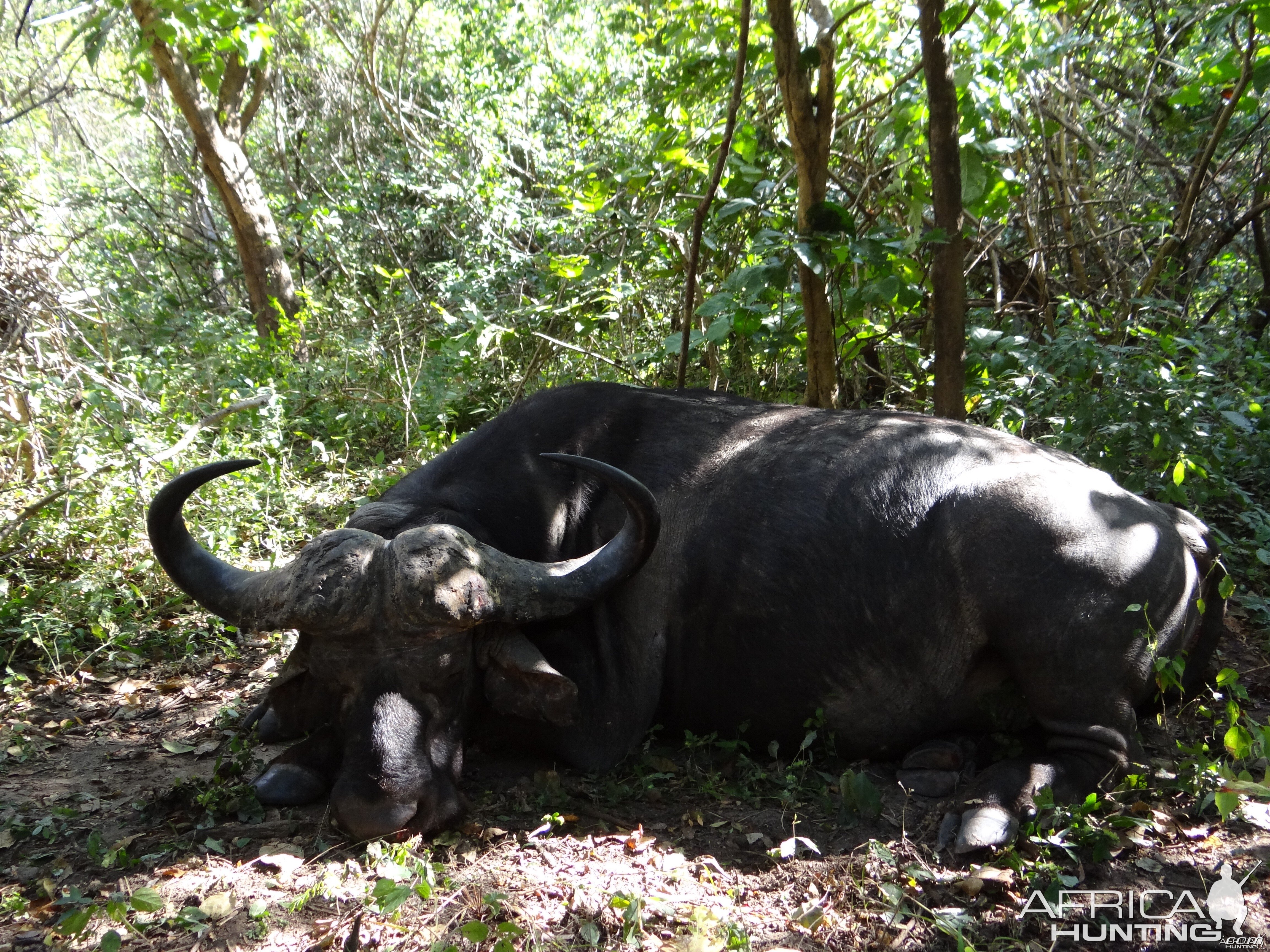 Hunting Buffalo