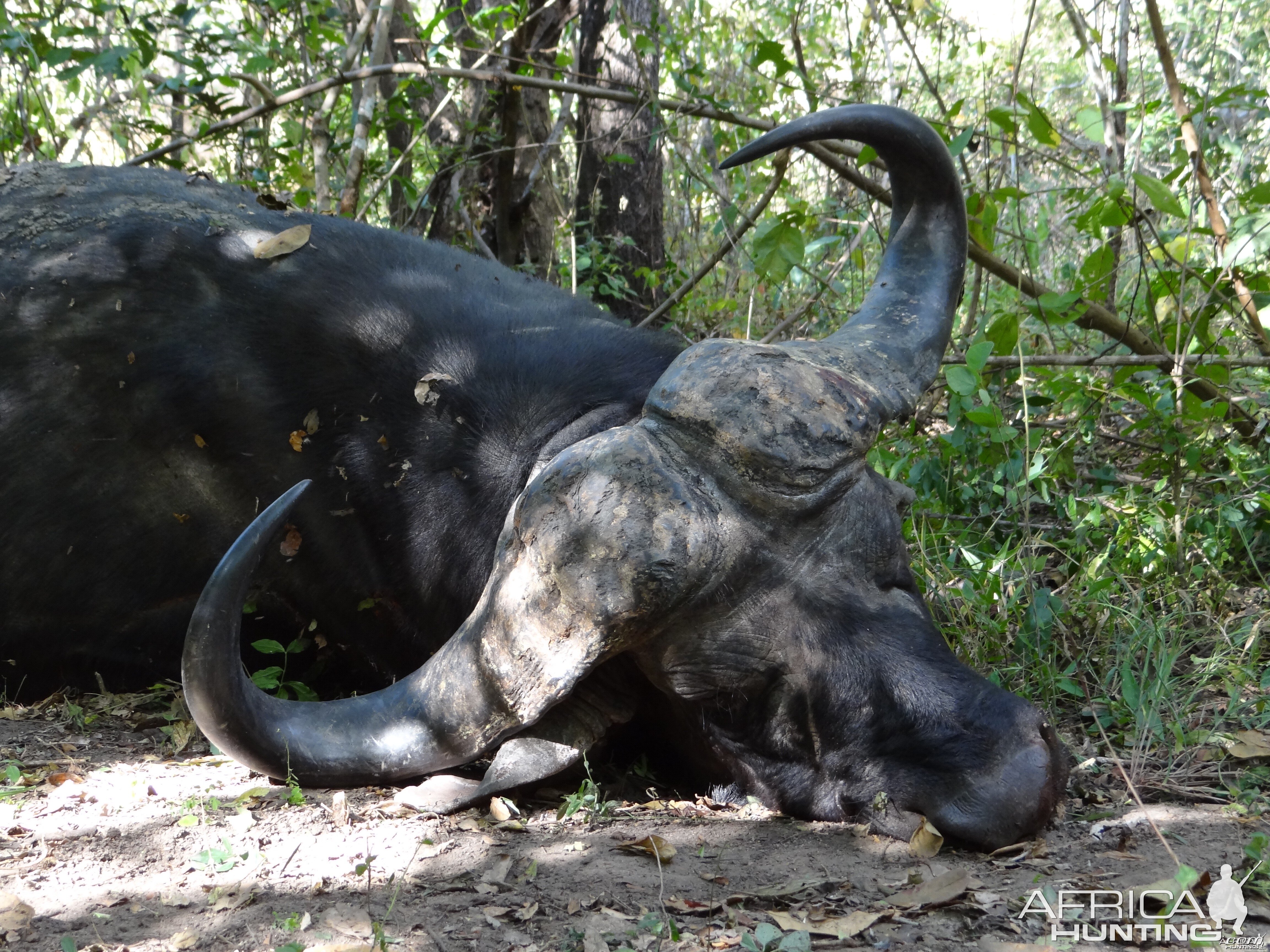 Hunting Buffalo