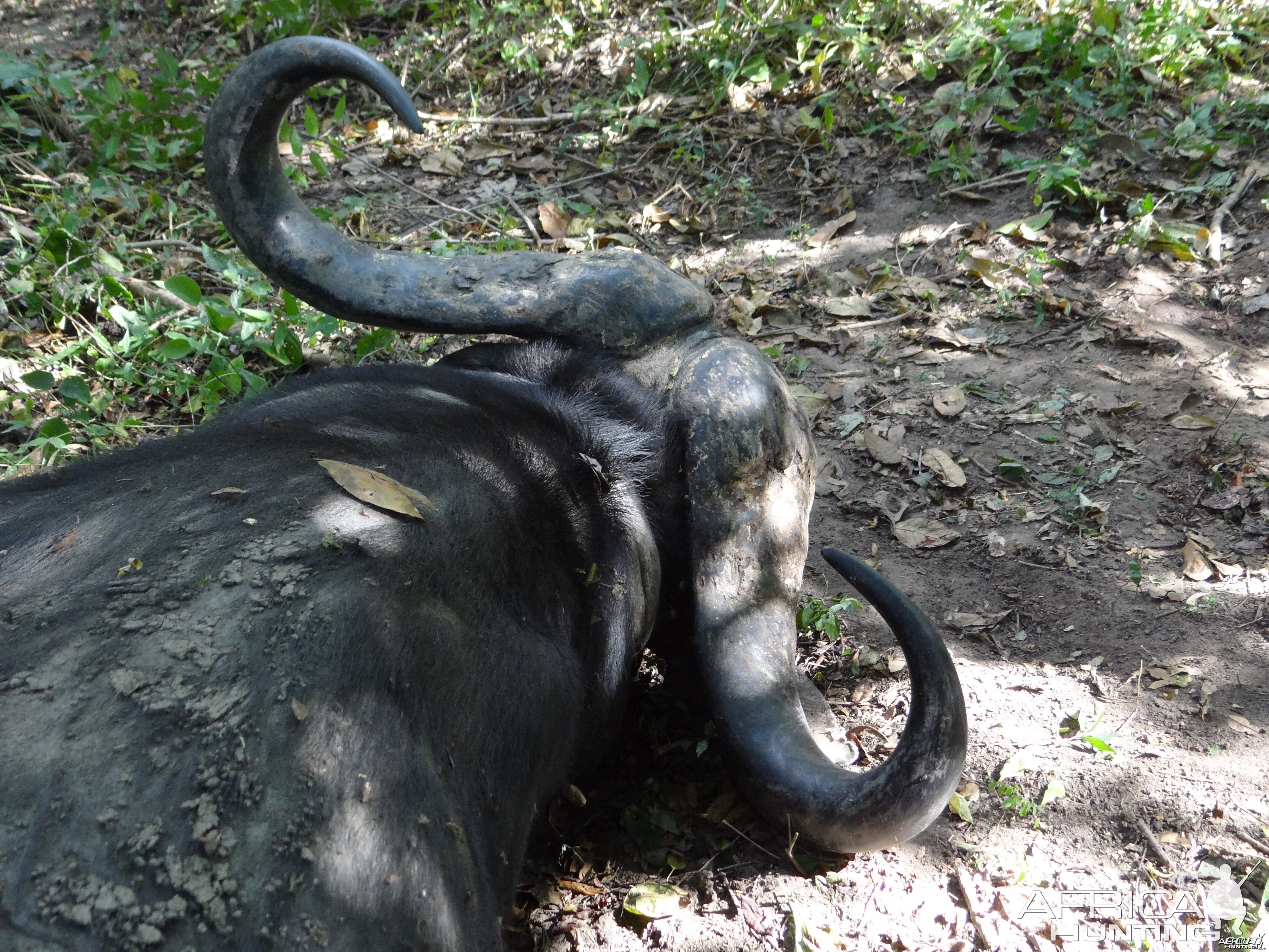 Hunting Buffalo