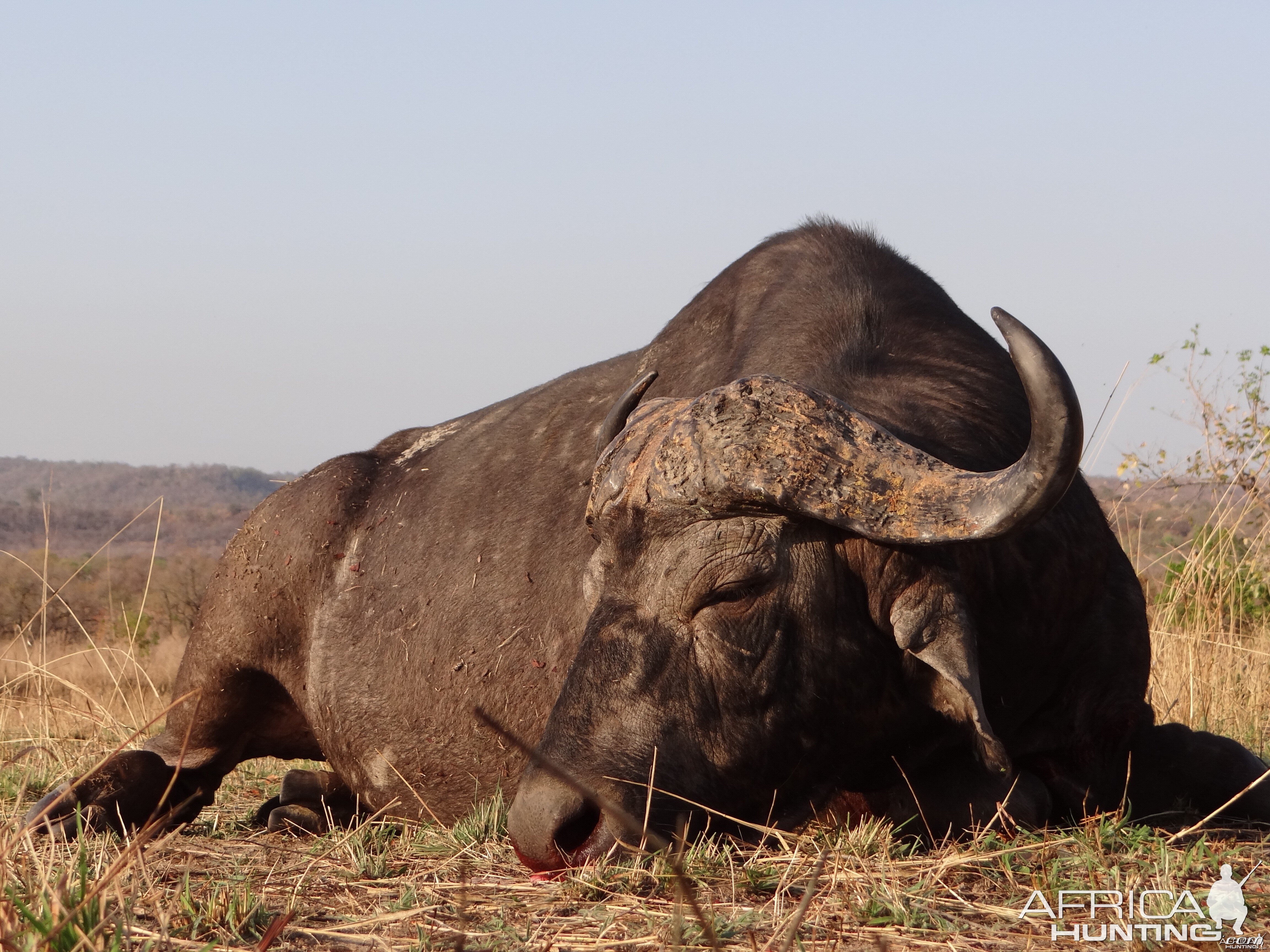 Hunting Buffalo