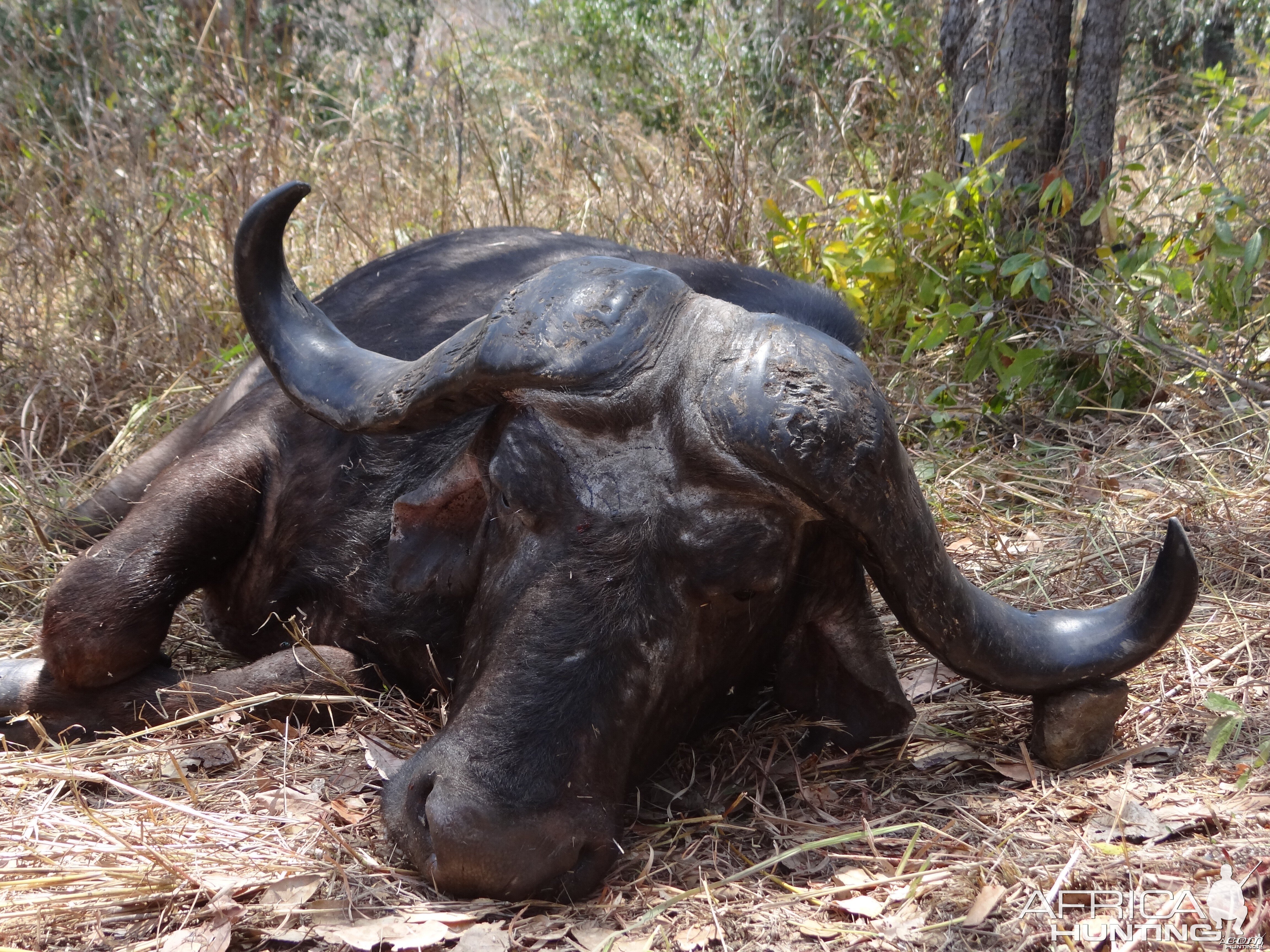 Hunting Buffalo