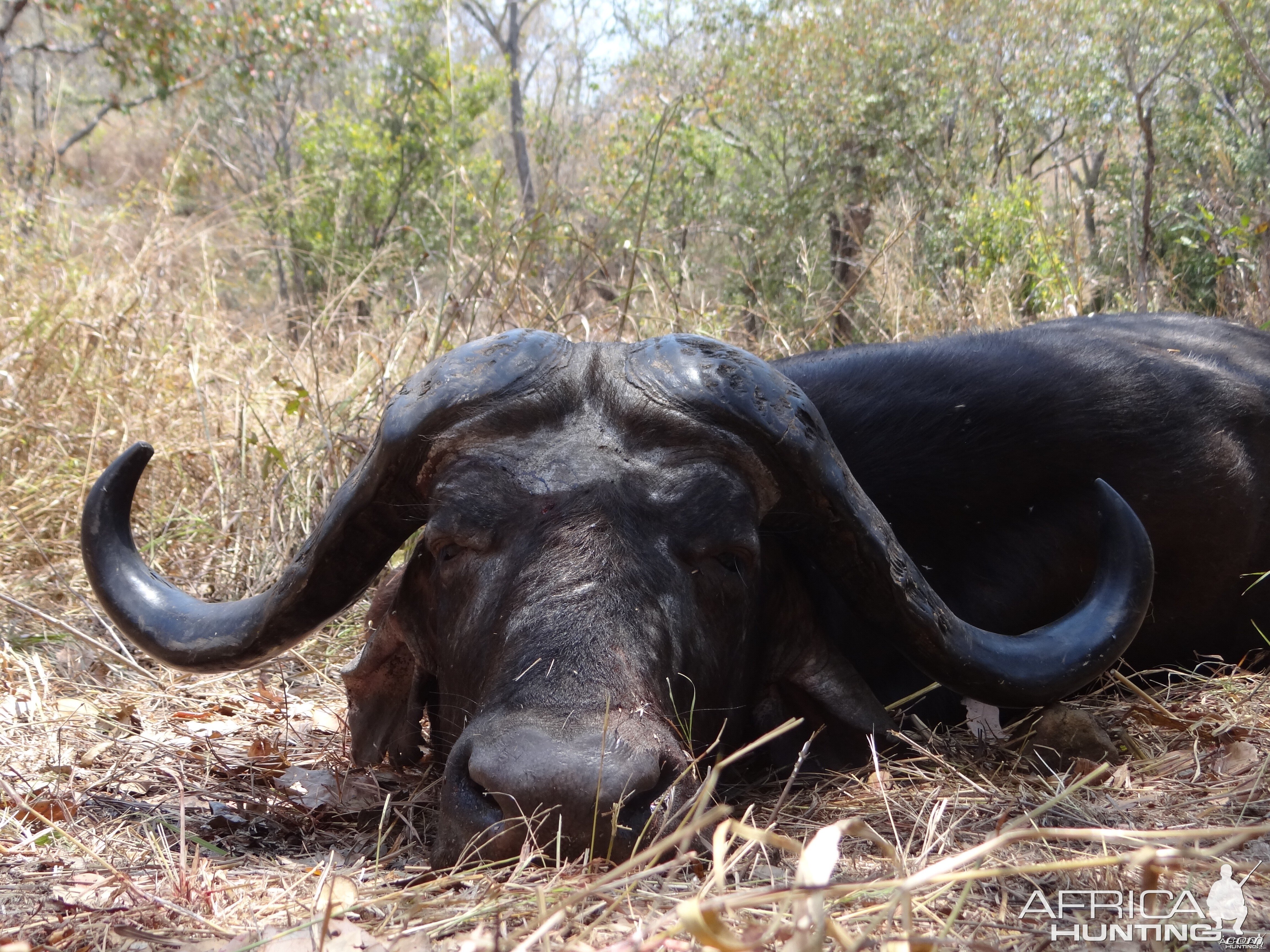 Hunting Buffalo