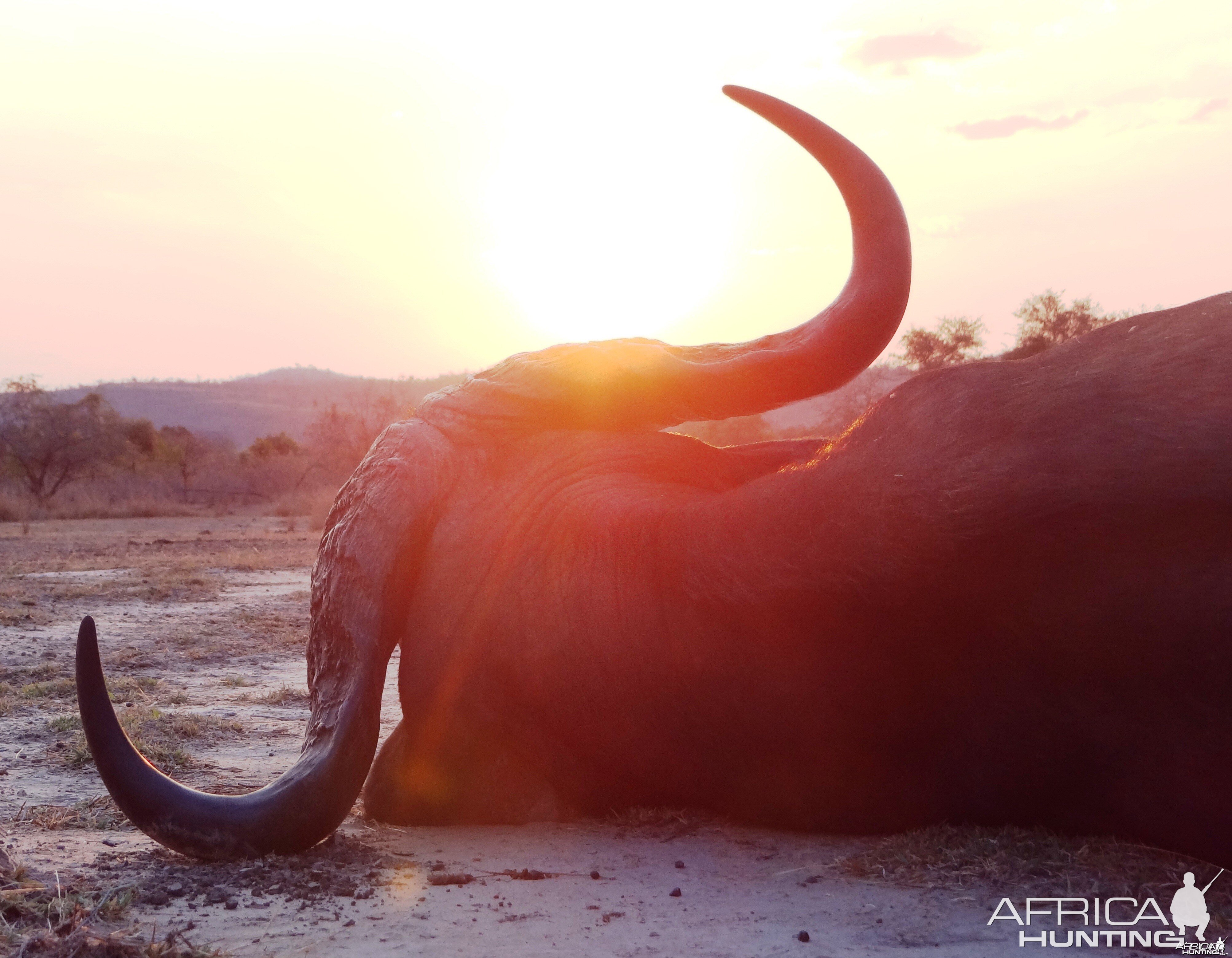 Hunting Buffalo