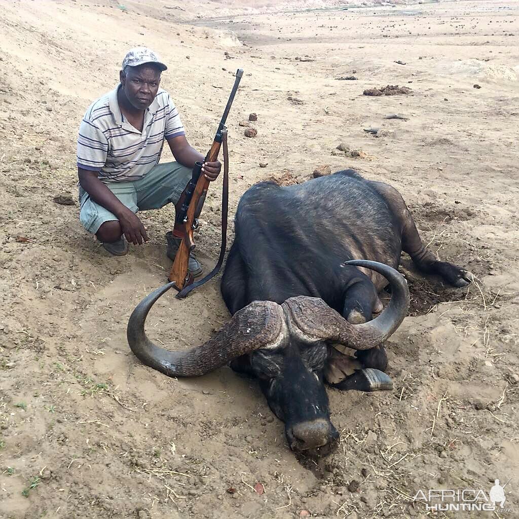 Hunting Buffalo