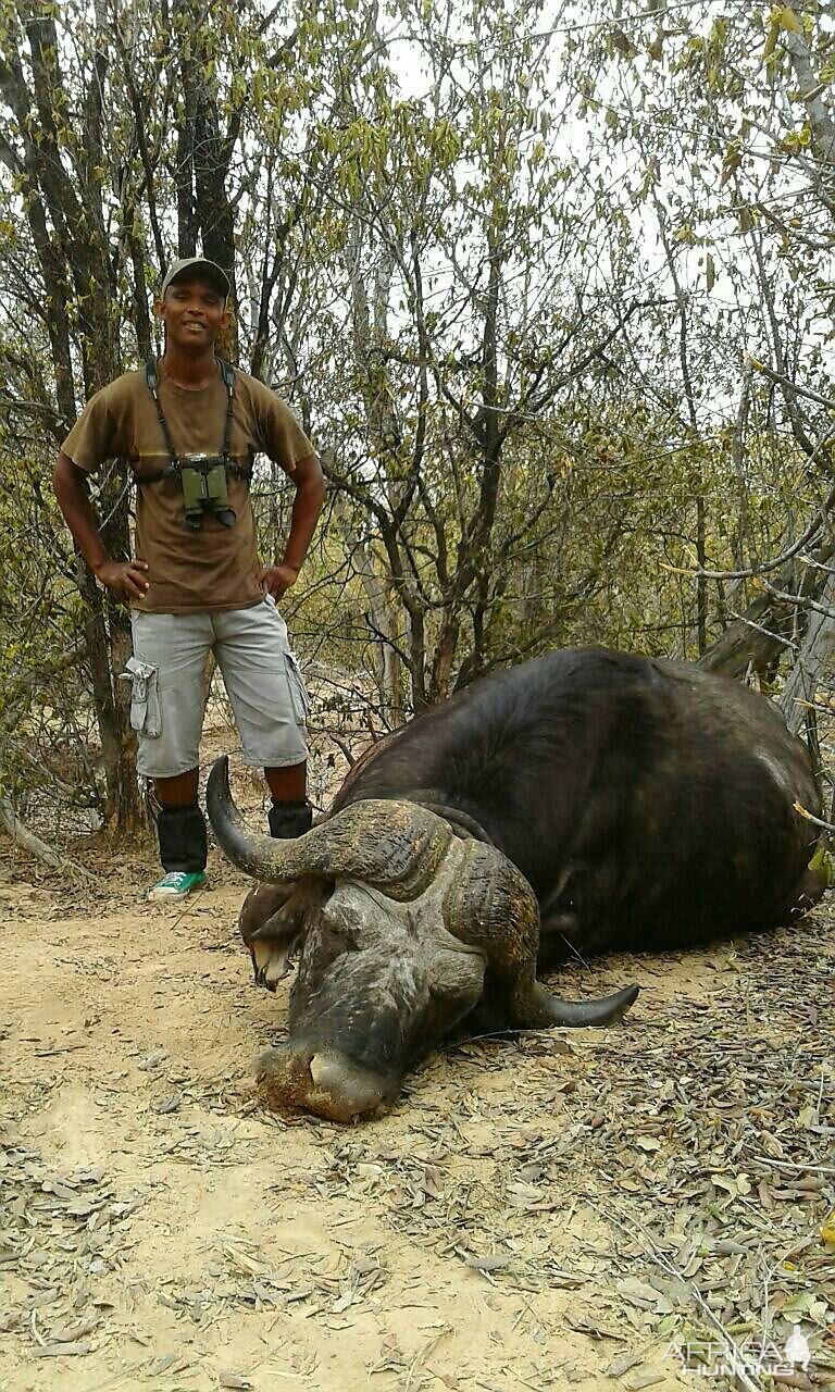 Hunting Buffalo