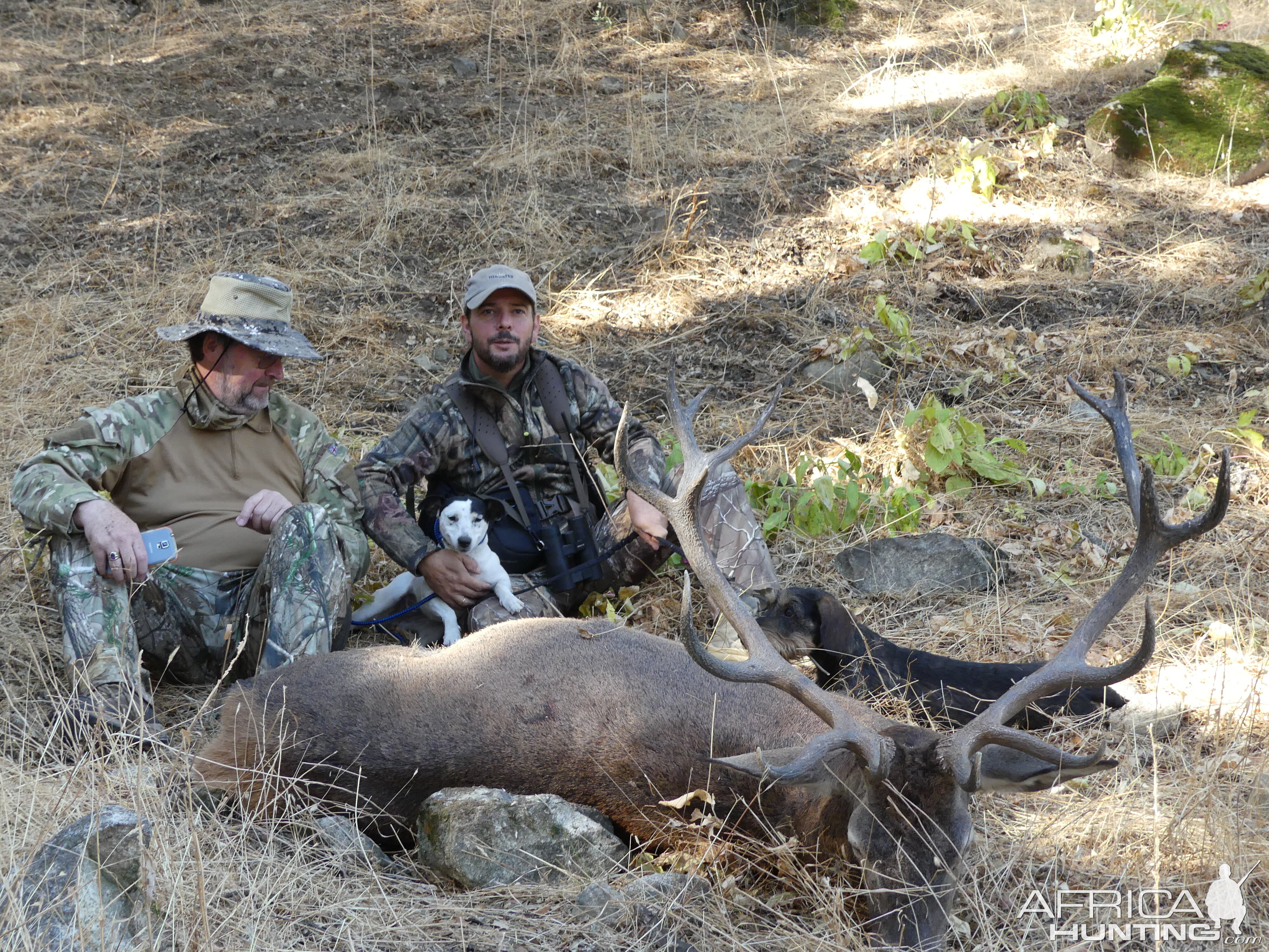 Hunting Bull Elk