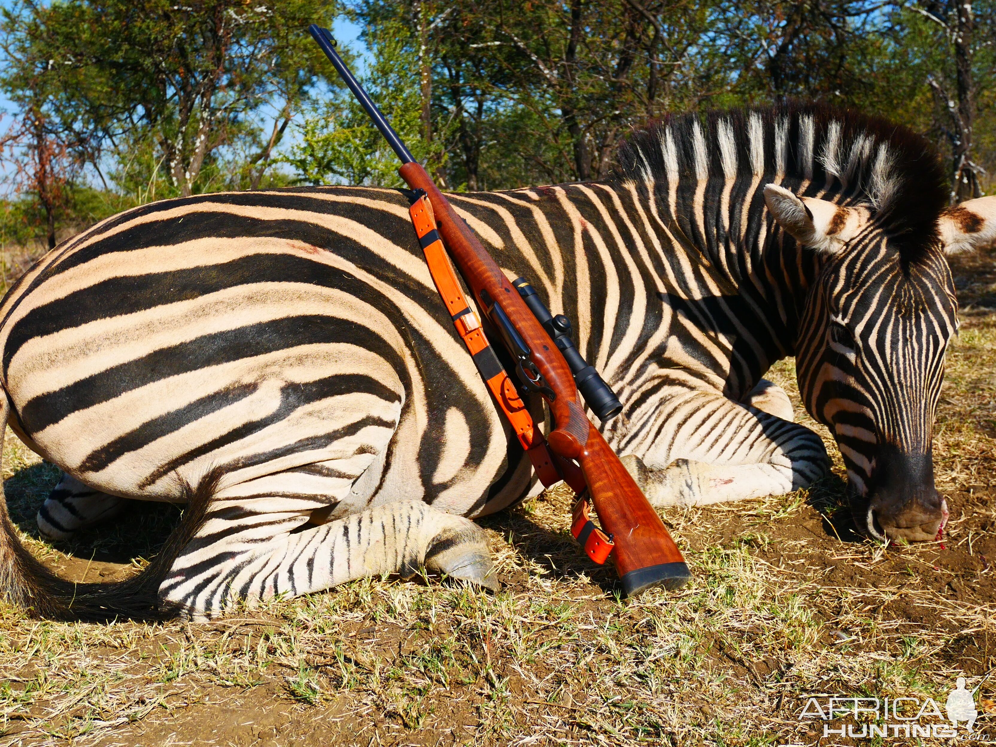 Hunting Burchell's Plain Zebra in South Africa