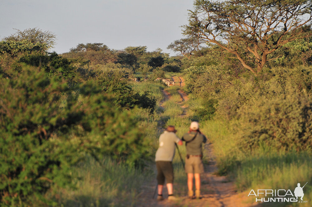 Hunting Burchell's Plain Zebra in South Africa