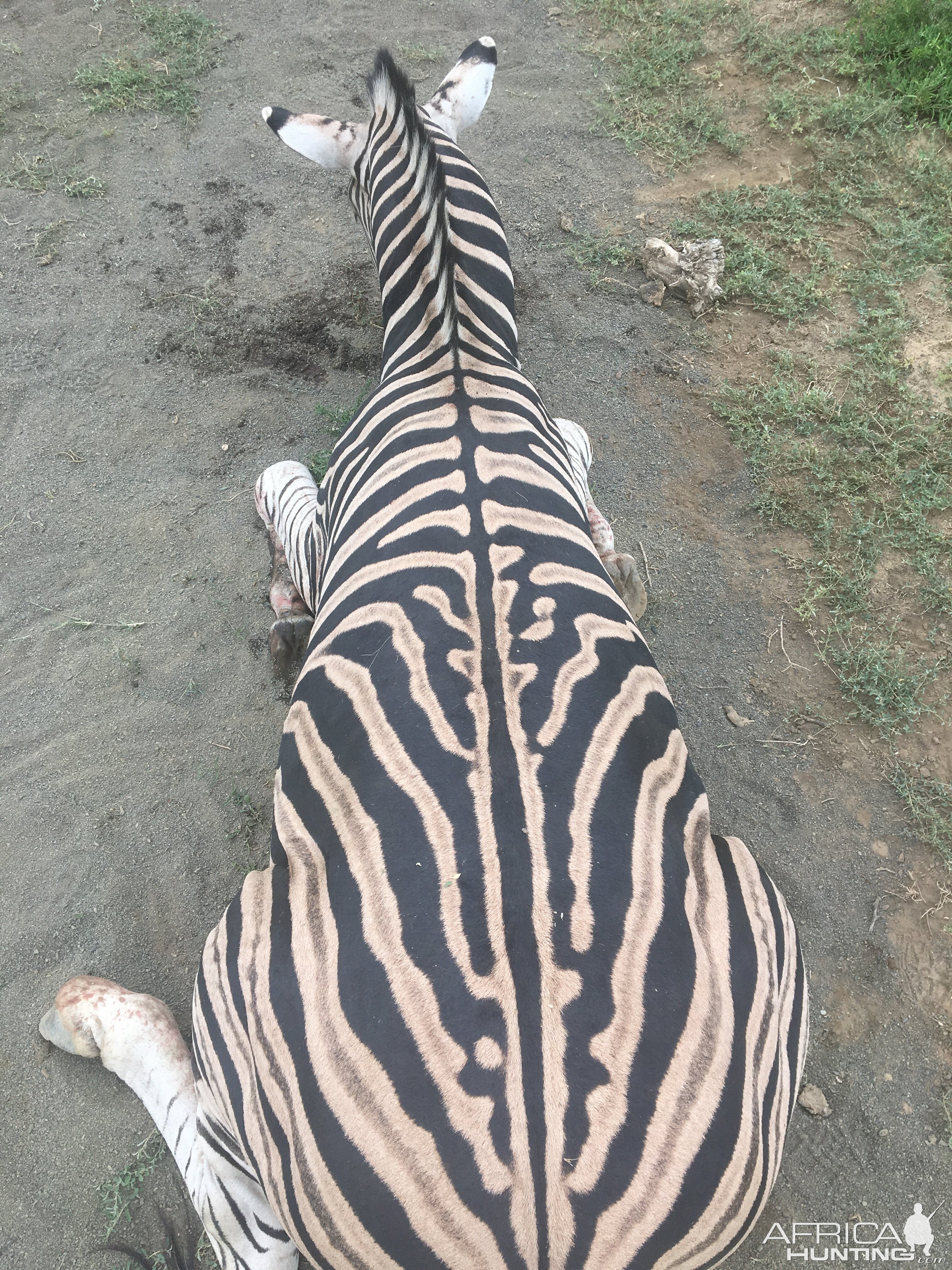 Hunting Burchell's Plain Zebra in South Africa