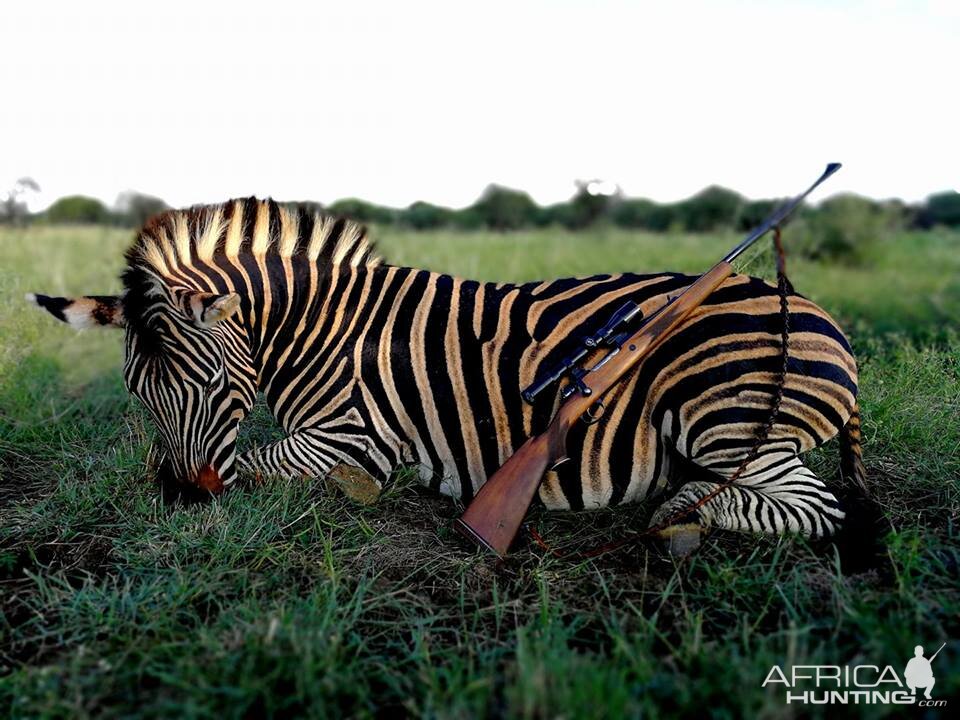 Hunting Burchell's Plain Zebra in South Africa