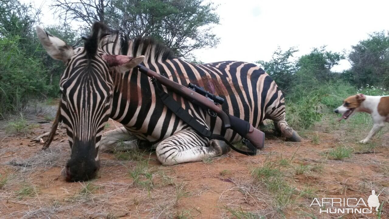 Hunting Burchell's Plain Zebra in South Africa