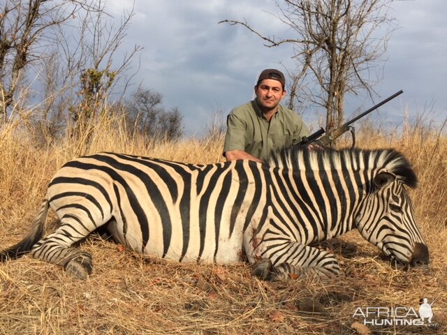 Hunting Burchell's Plain Zebra Zimbabwe