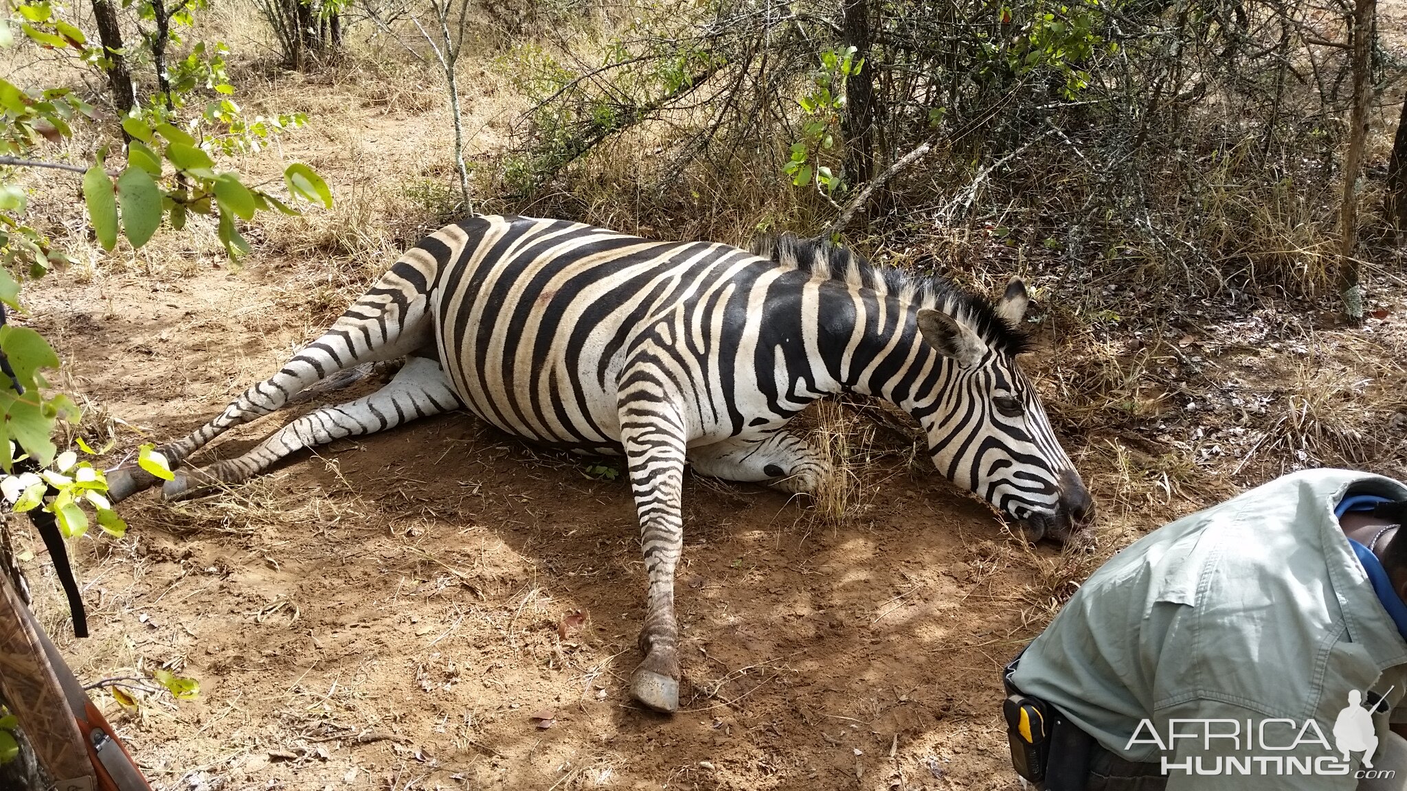 Hunting Burchell's Plain Zebra Zimbabwe