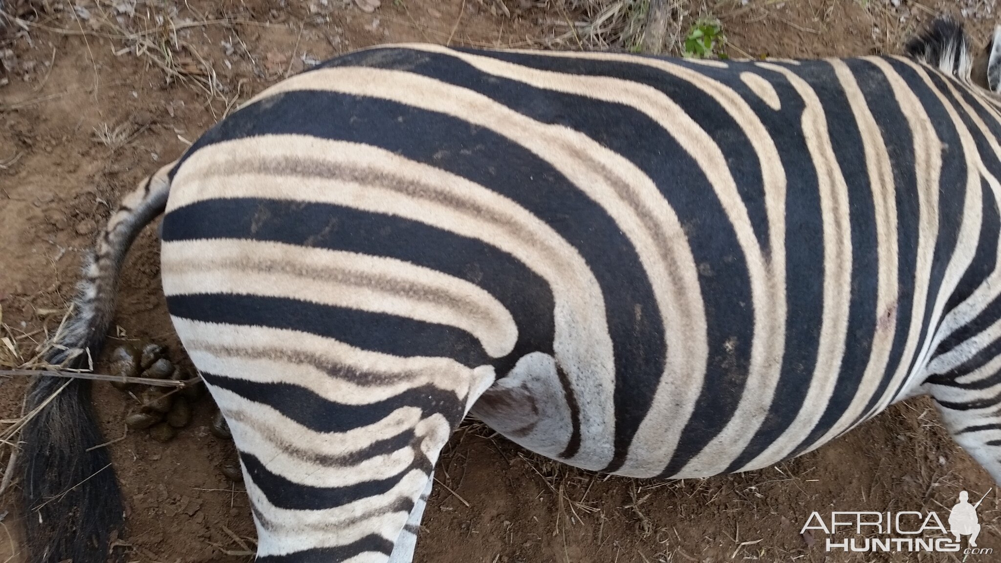 Hunting Burchell's Plain Zebra Zimbabwe