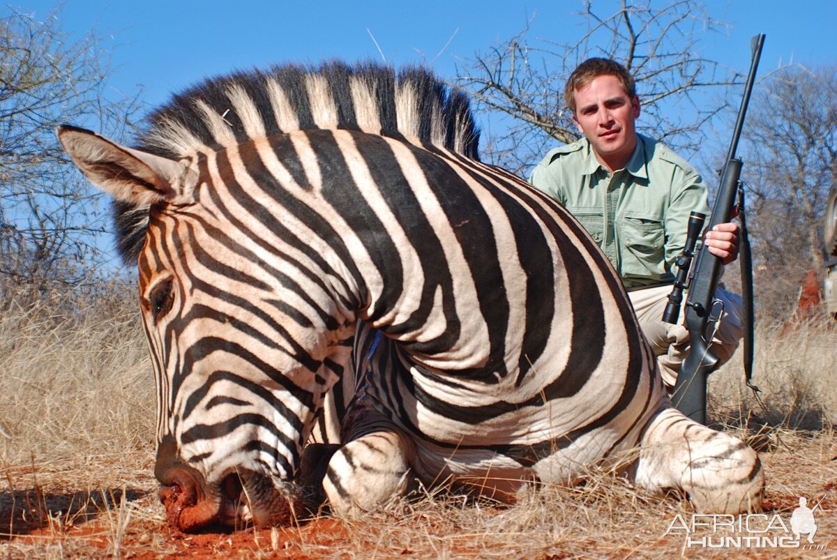 Hunting Burchell's Plain Zebra