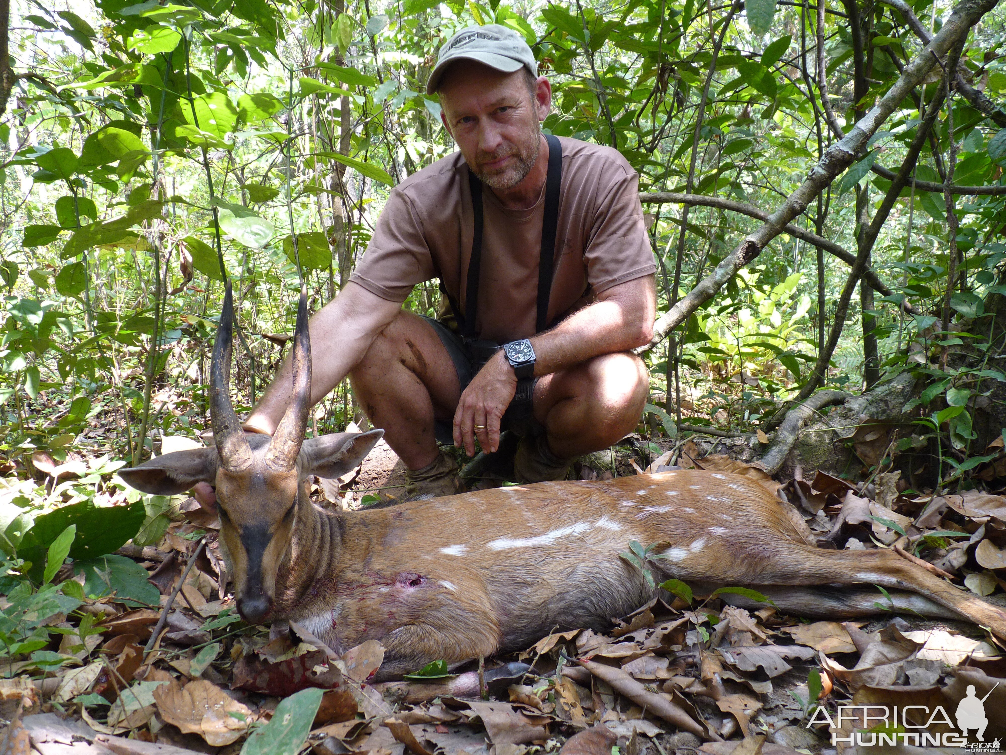 Hunting Bushbuck in Central African Republic