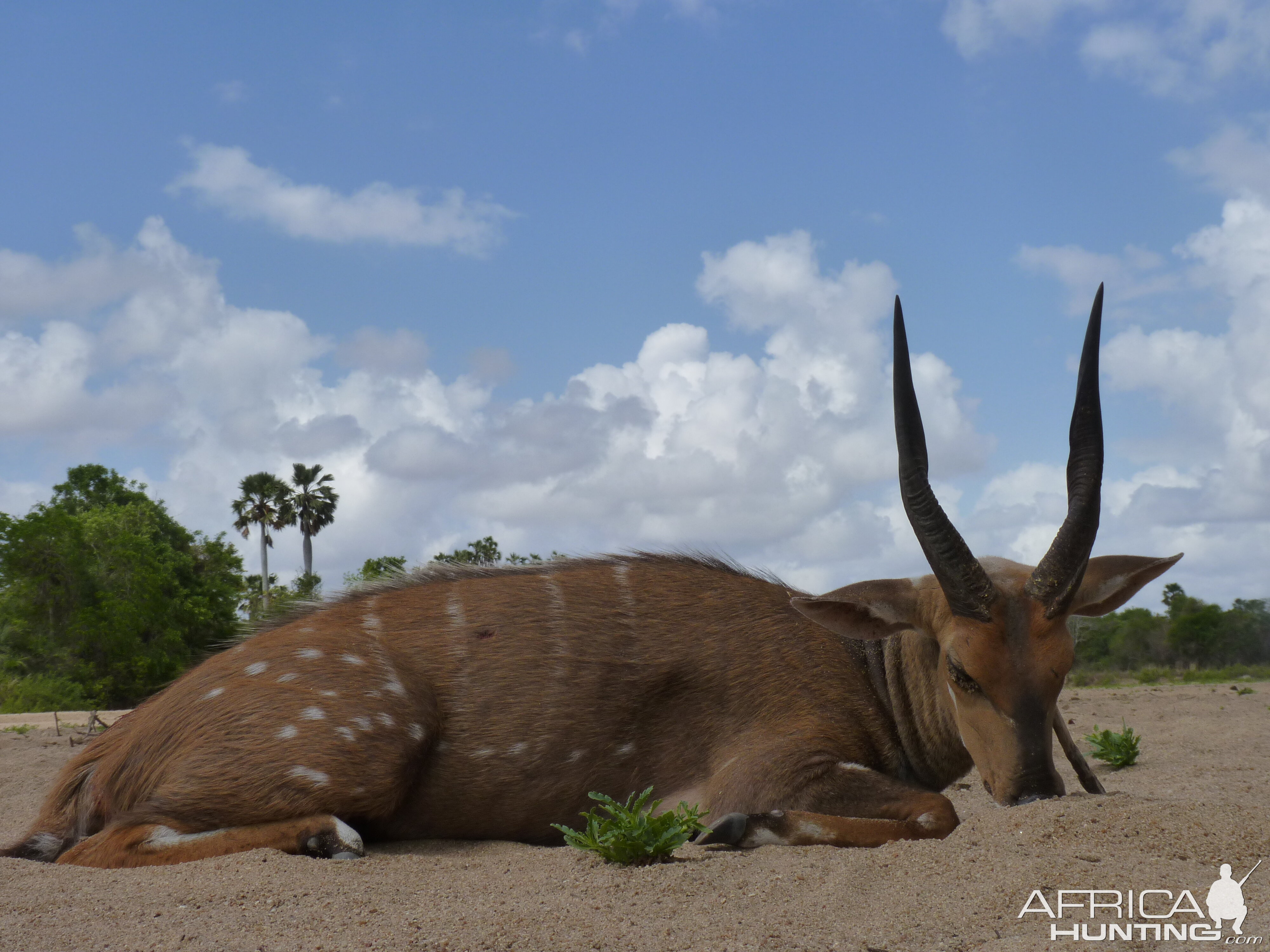 Hunting Bushbuck in Tanzania