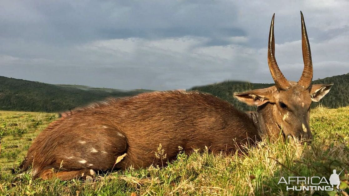 Hunting Bushbuck South Africa