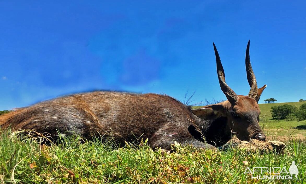 Hunting Bushbuck South Africa