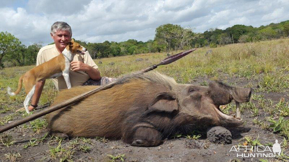 Hunting Bushpig in Mozambique